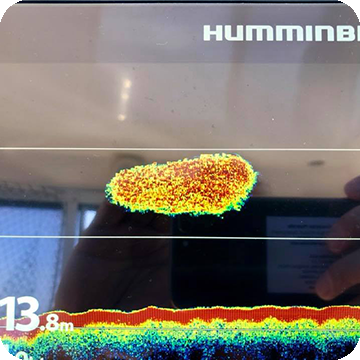 Humminbird Helix ed i Bianchetti