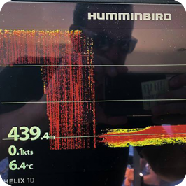 Humminbird – Totani nel mirino!