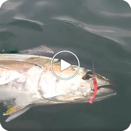 Jugulo Soft Shad vs Tuna!