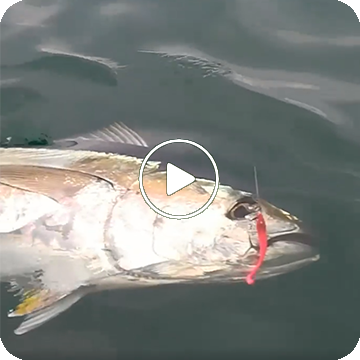 Jugulo Soft Shad vs Tuna!